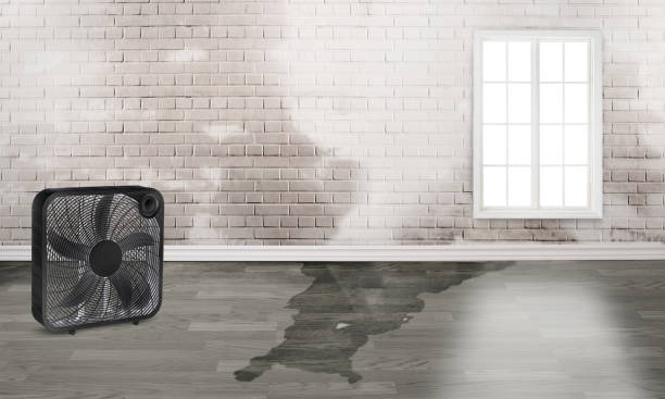 Best Water damage restoration mold remediation  in Haynesville, LA
